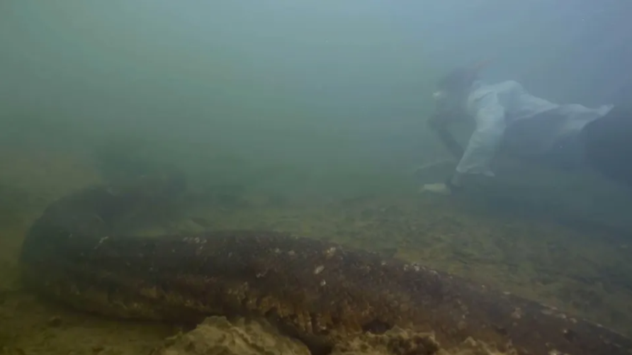 Scientists discover world's largest snake: 8-meter green anaconda weighing 200 kg